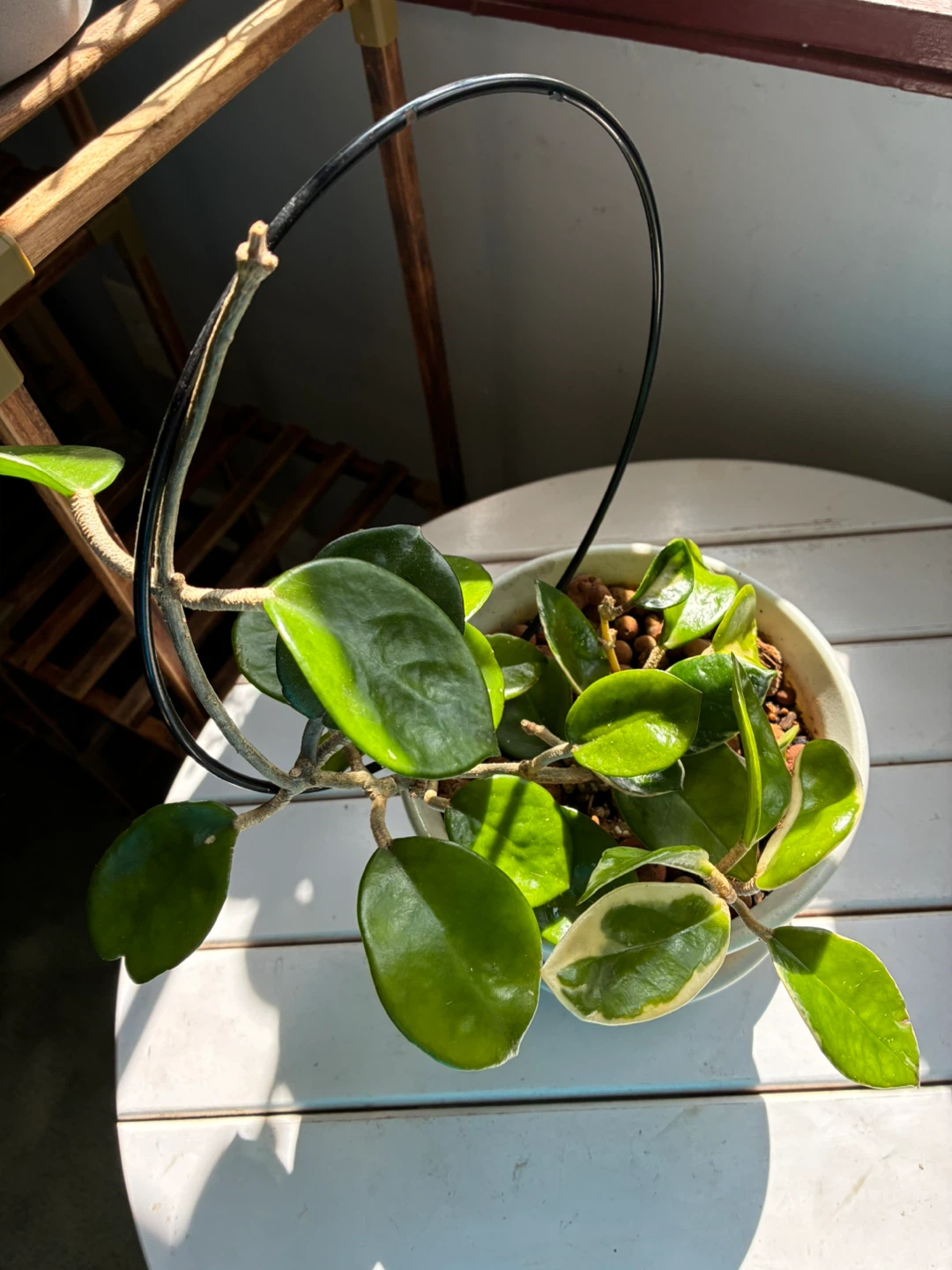 Hoya Carnosa Tricolor Plant