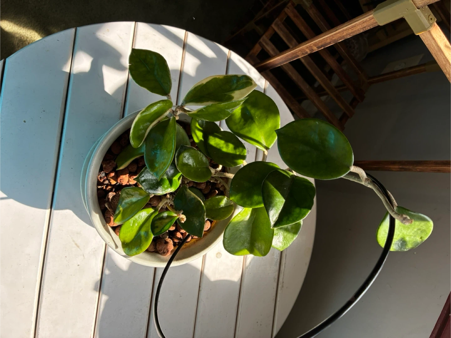 Hoya Carnosa Tricolor Plant - photo 2