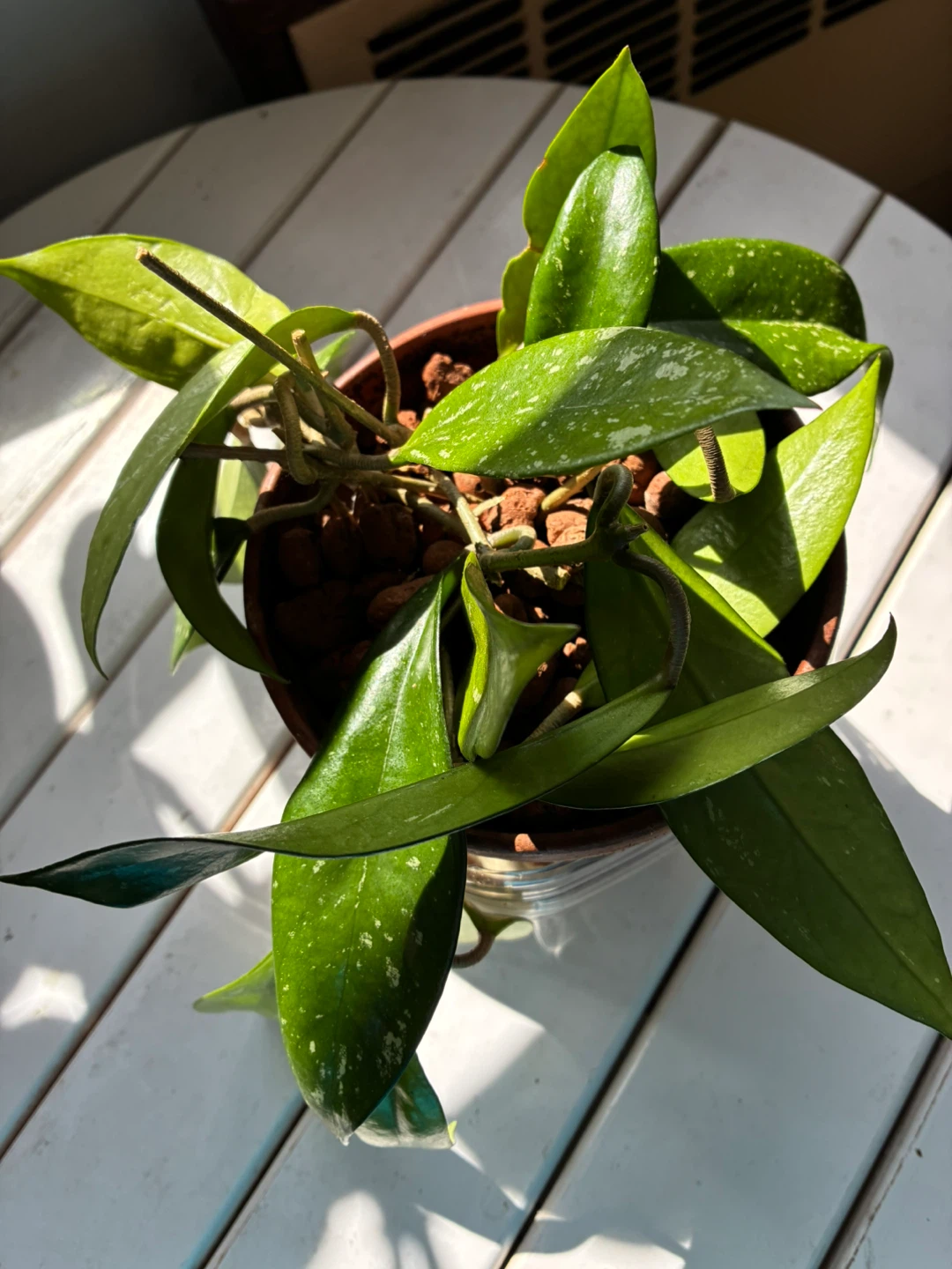 Hoya pubicalyx