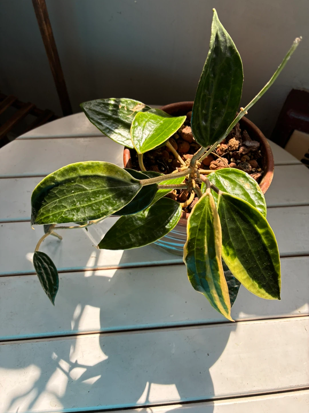 Hoya macrophylia  Plant in Terra Cotta Pot