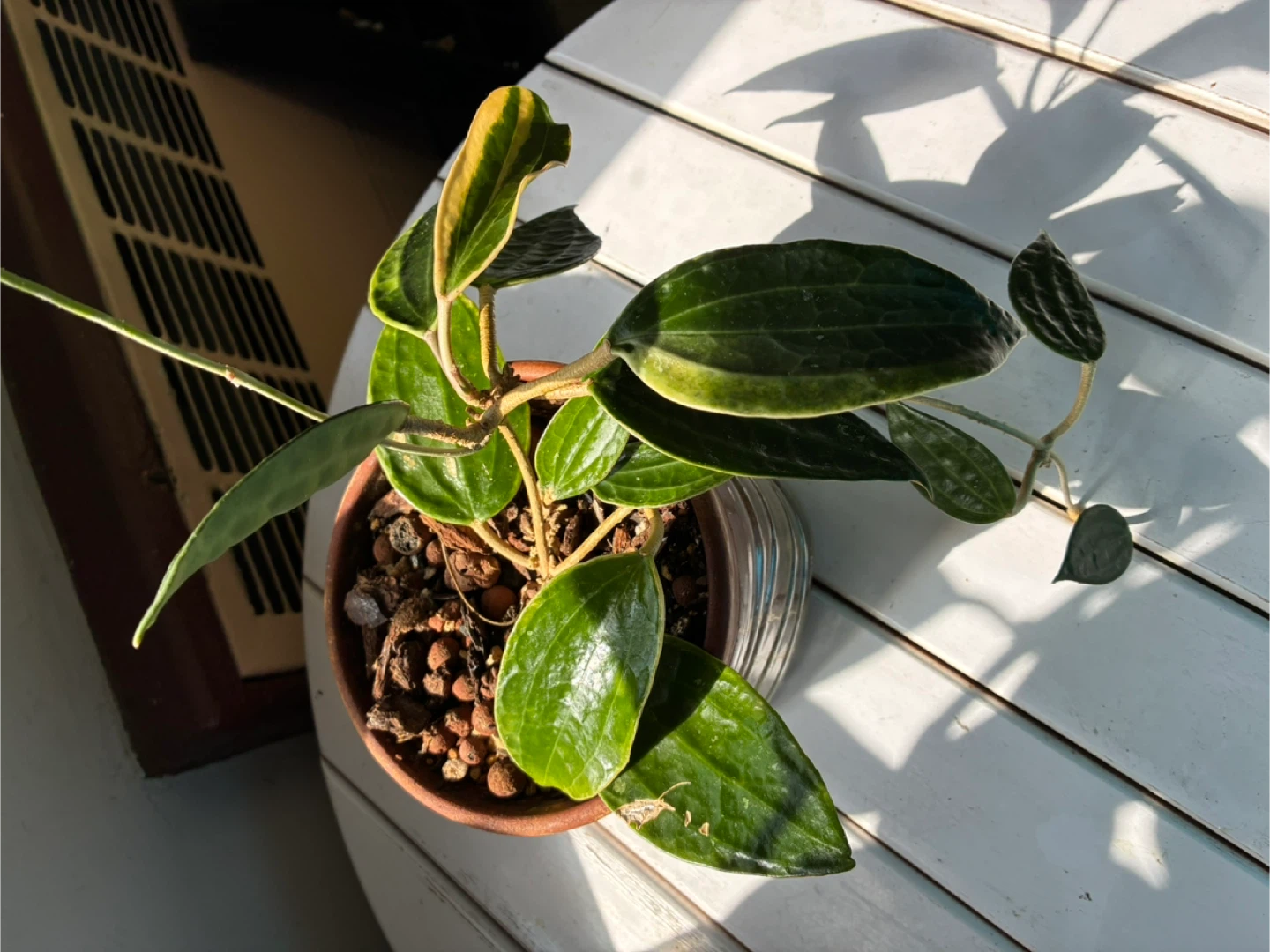 Hoya macrophylia  Plant in Terra Cotta Pot - photo 2