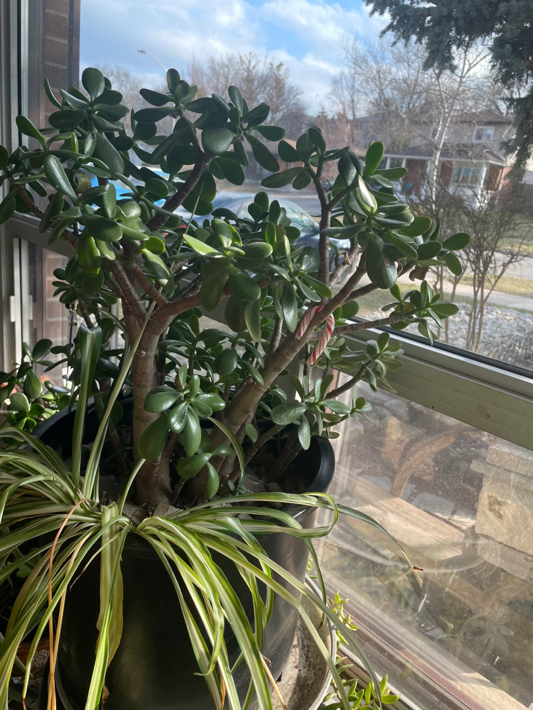 Jade Plant Succulent Arrangement - photo 4