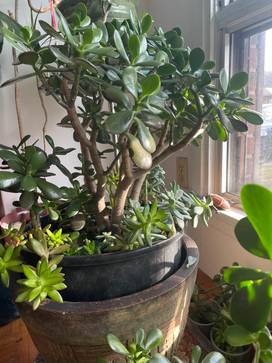 Jade Plant Succulent Arrangement - photo 5