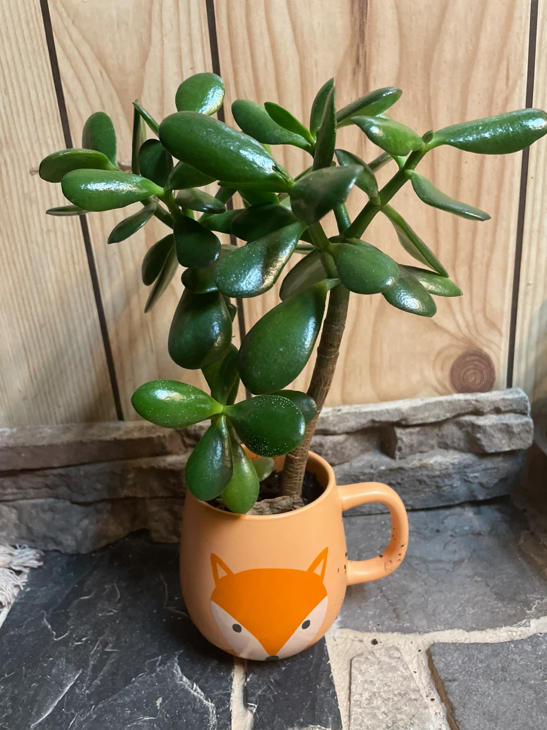 Jade Plant Succulent Arrangement