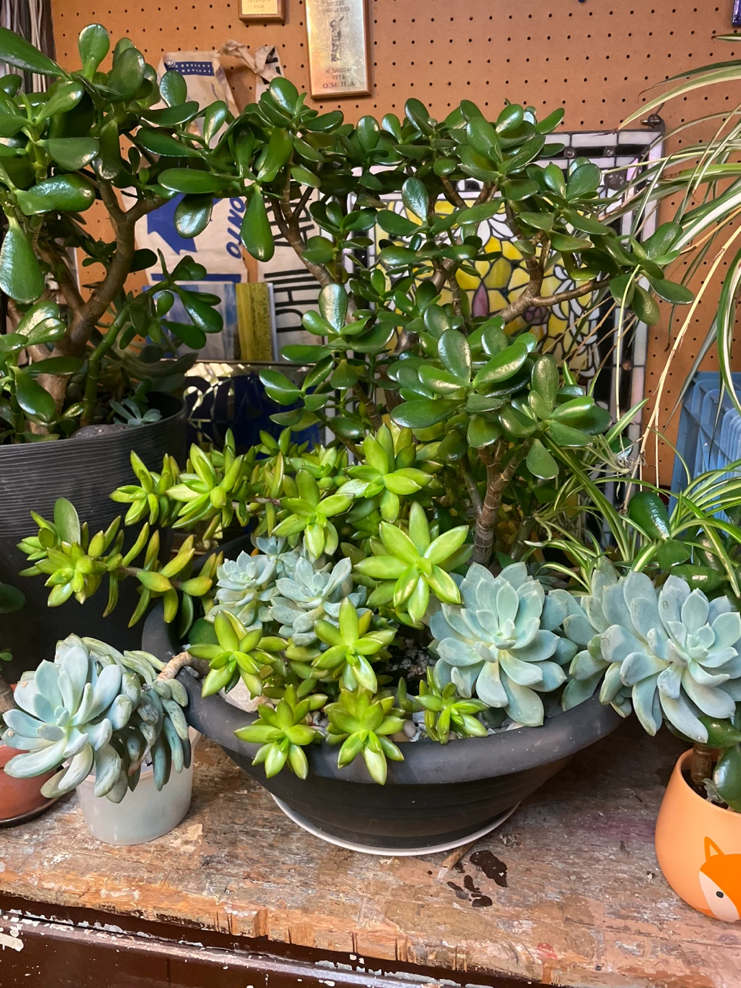 Jade Plant Succulent Arrangement - photo 2