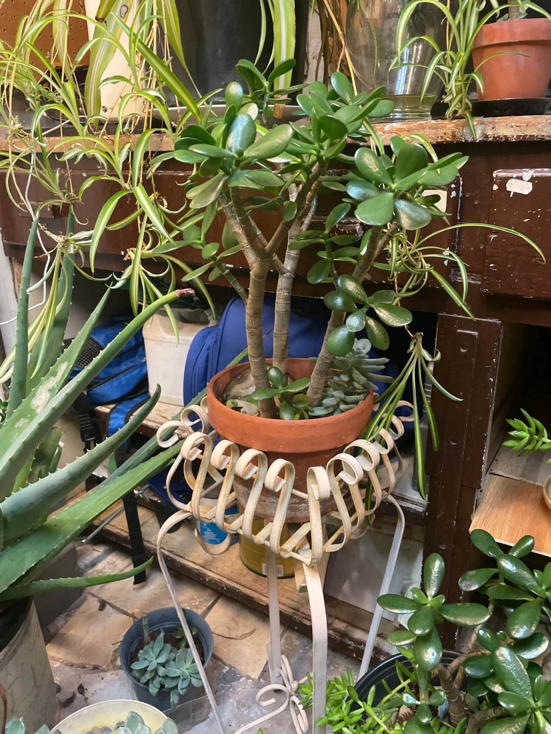 Jade Plant Succulent Arrangement - photo 3