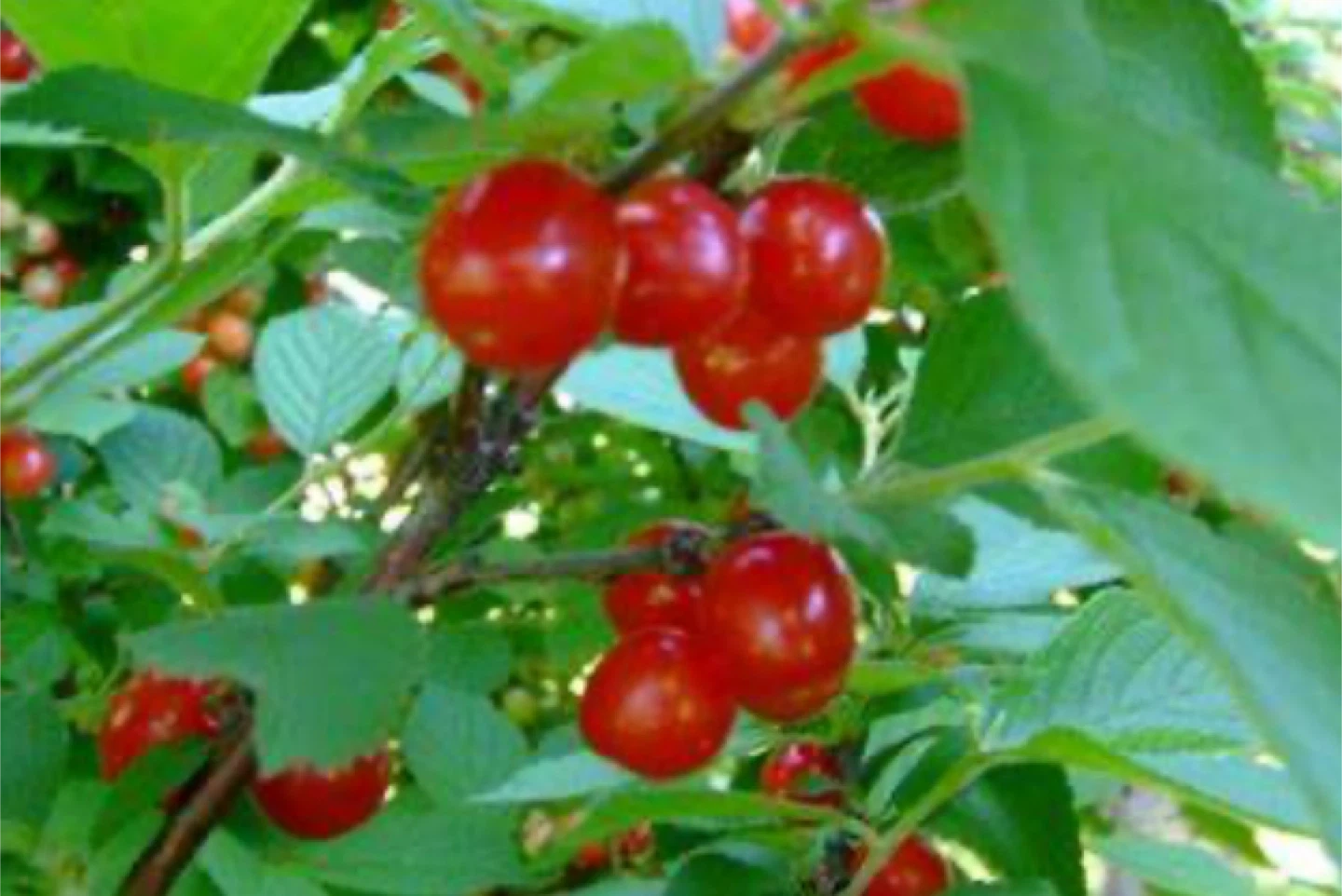 Nanking Cherry Trees - 3 Small Plants - photo 3