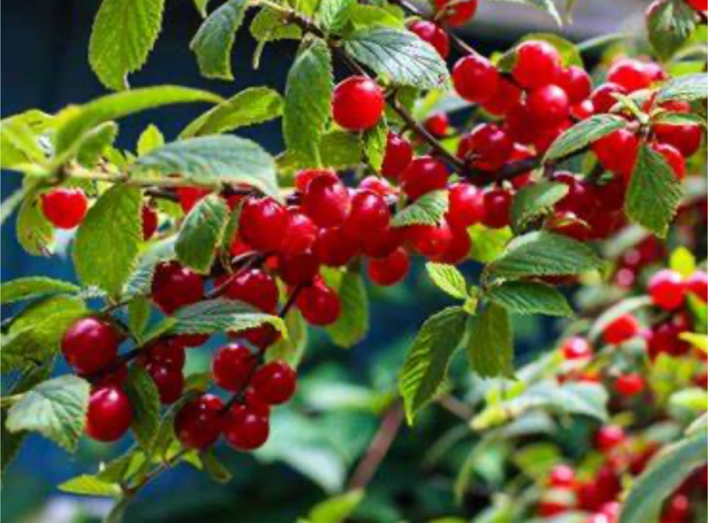 Nanking Cherry Trees - 3 Small Plants - photo 4