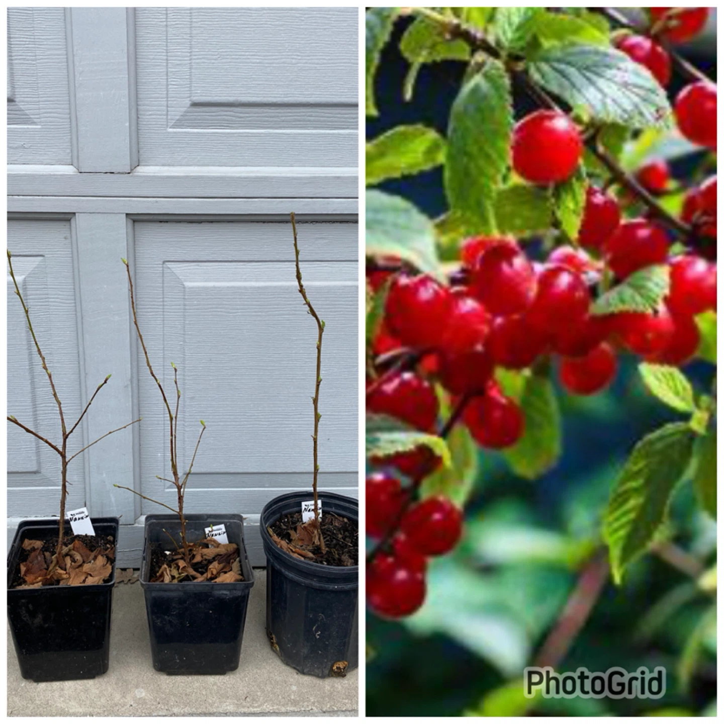 Nanking Cherry Trees - 3 Small Plants