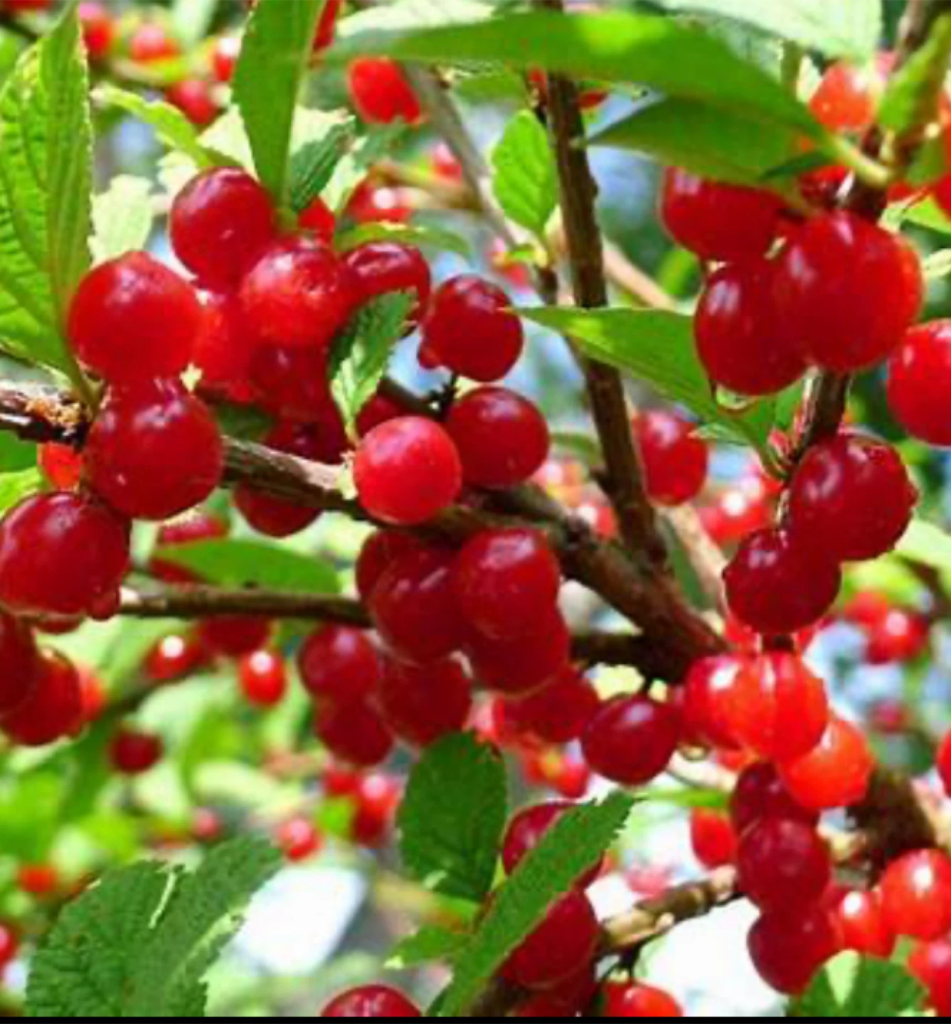 Nanking Cherry Trees - 3 Small Plants - photo 2
