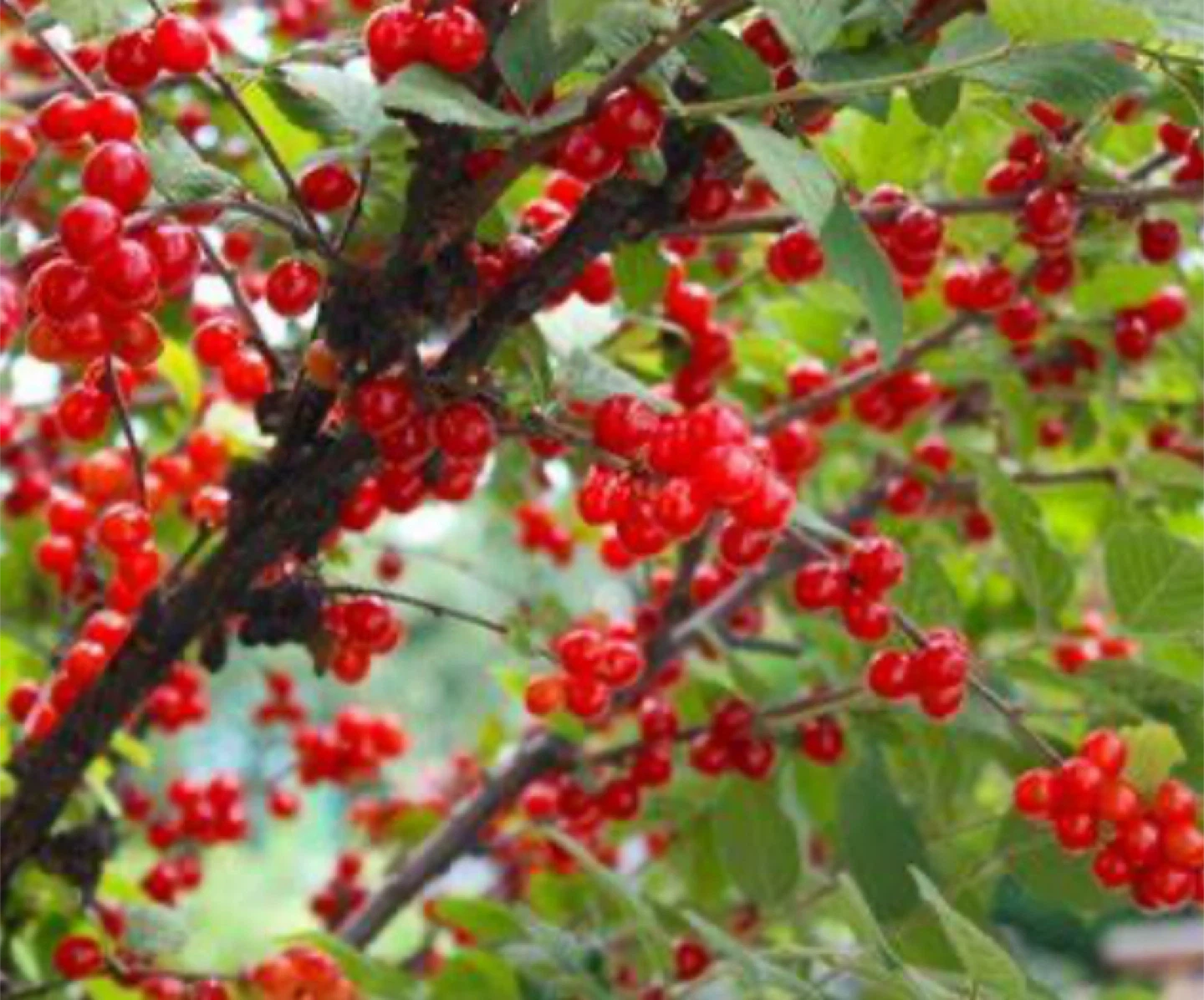 Nanking Cherry Trees - 3 Small Plants - photo 5