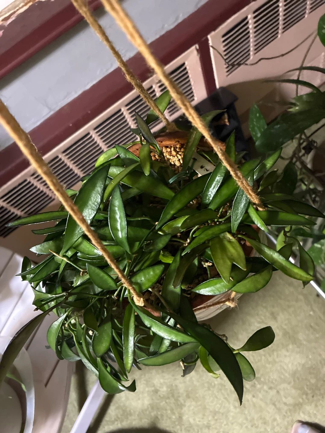 Potted Hoya Wayetii  Plant - photo 2