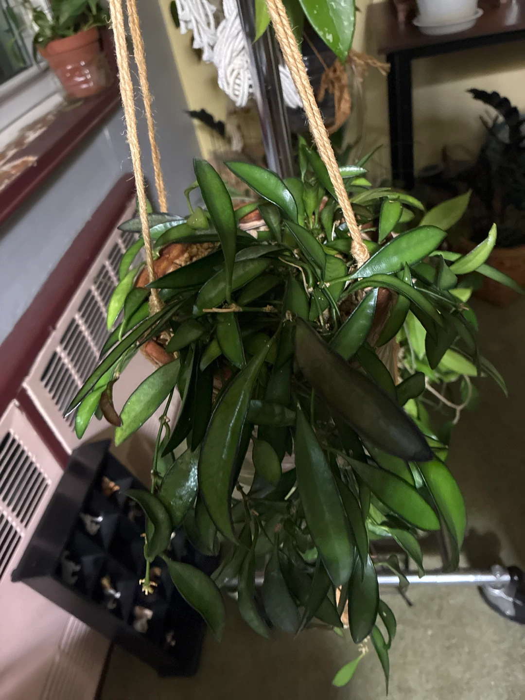 Potted Hoya Wayetii  Plant - photo 3