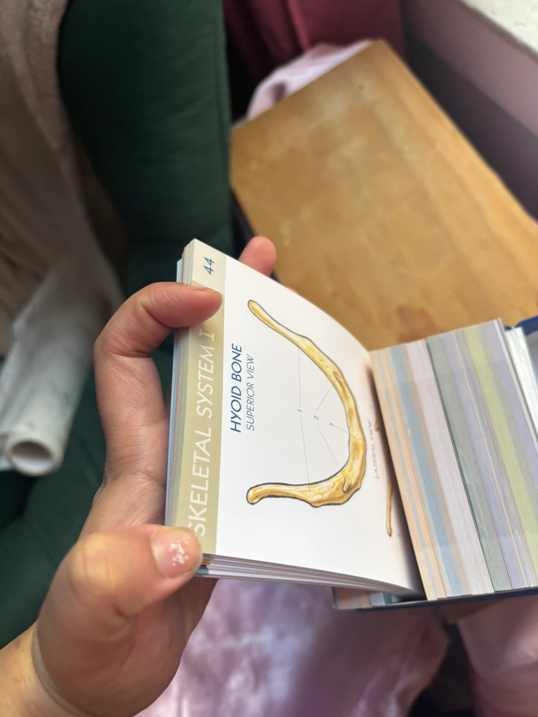 QuickStudy Anatomy Flash Cards - 300 Cards, 14 Systems - photo 5