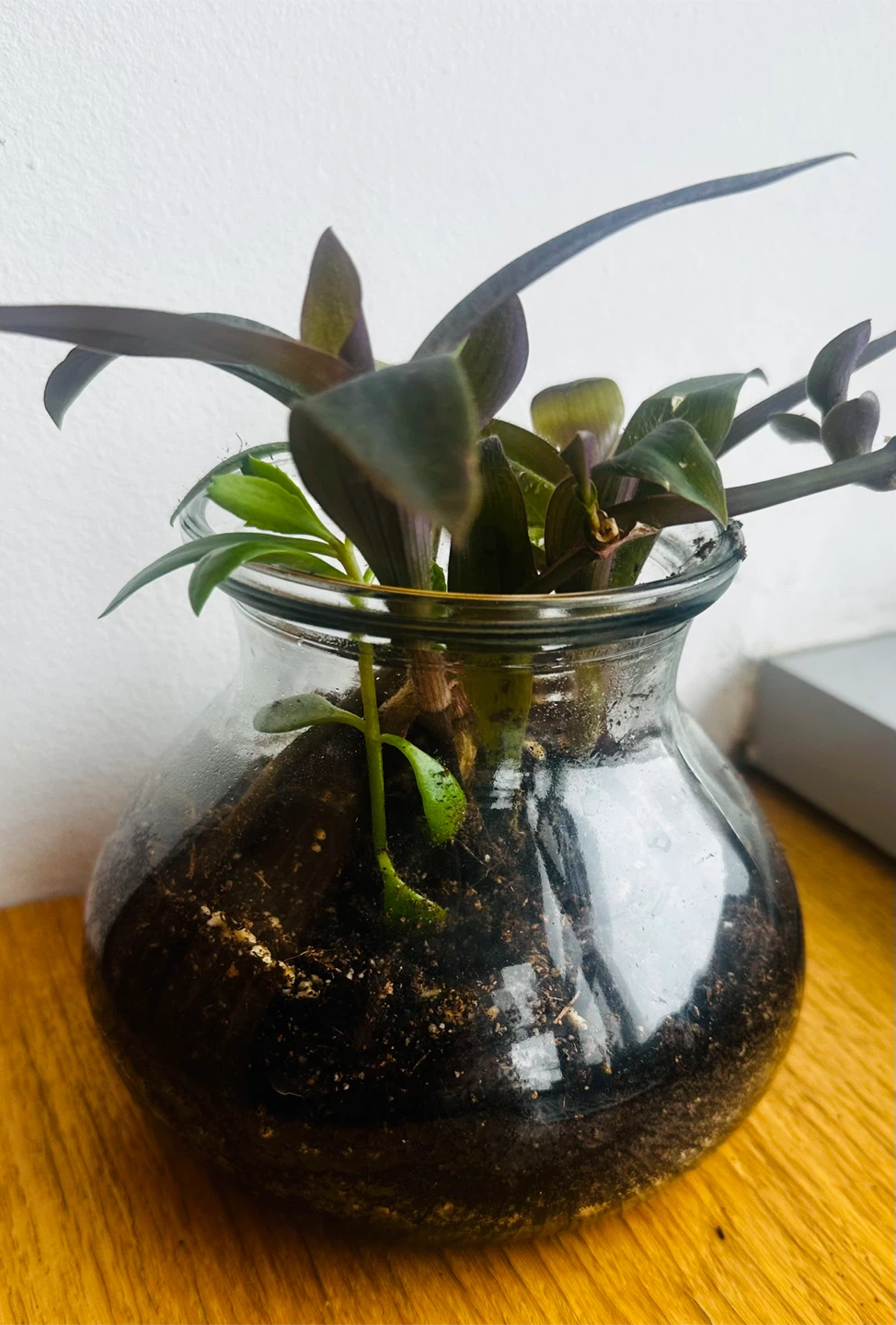 Purple Heart Plant in Glass Vase