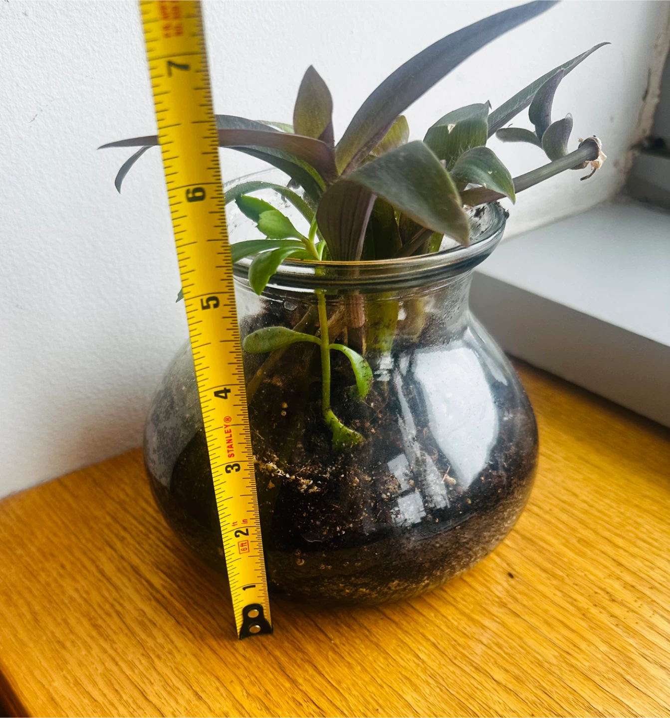 Purple Heart Plant in Glass Vase - photo 2