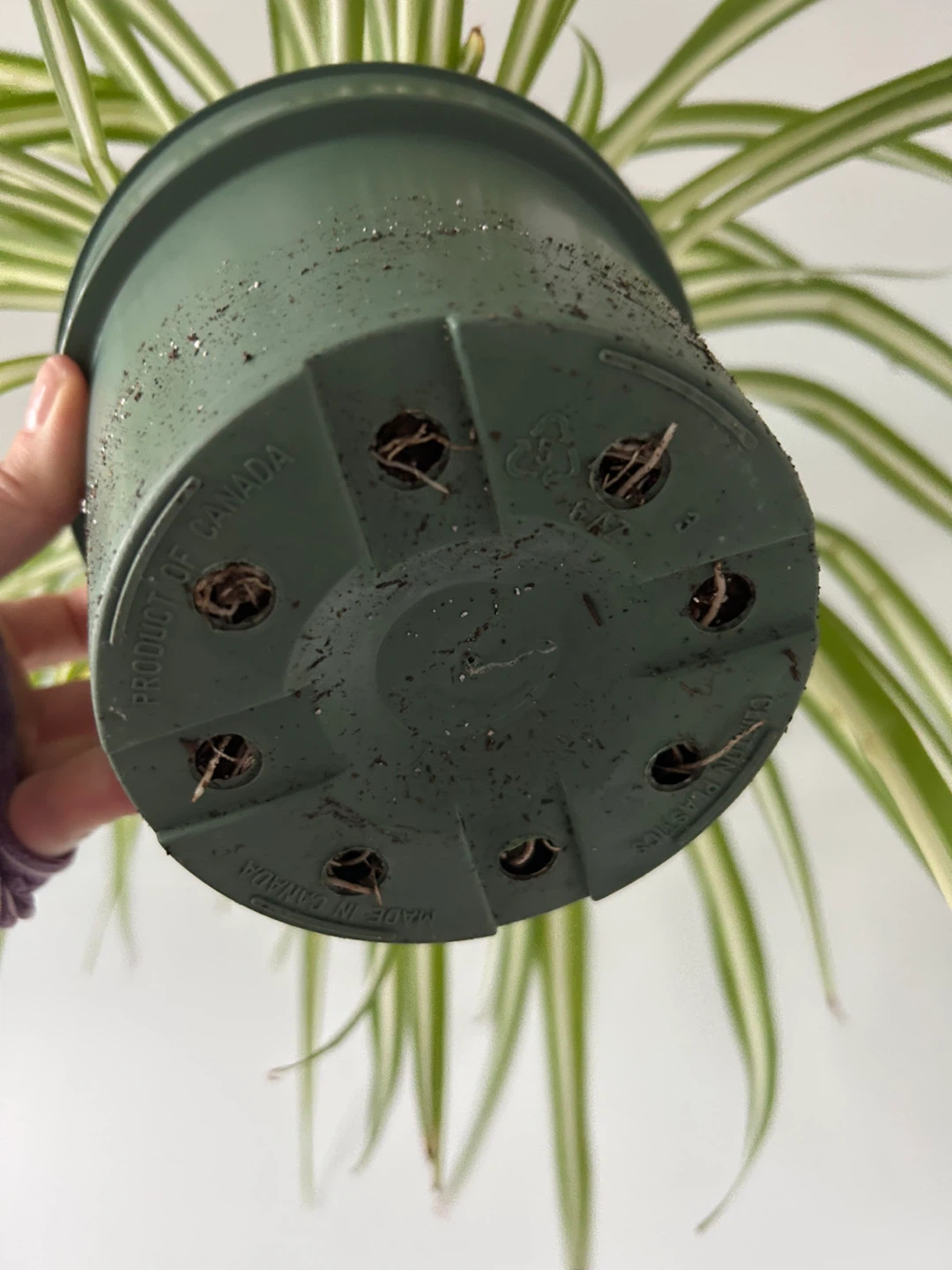 Big happy spider plant - photo 3