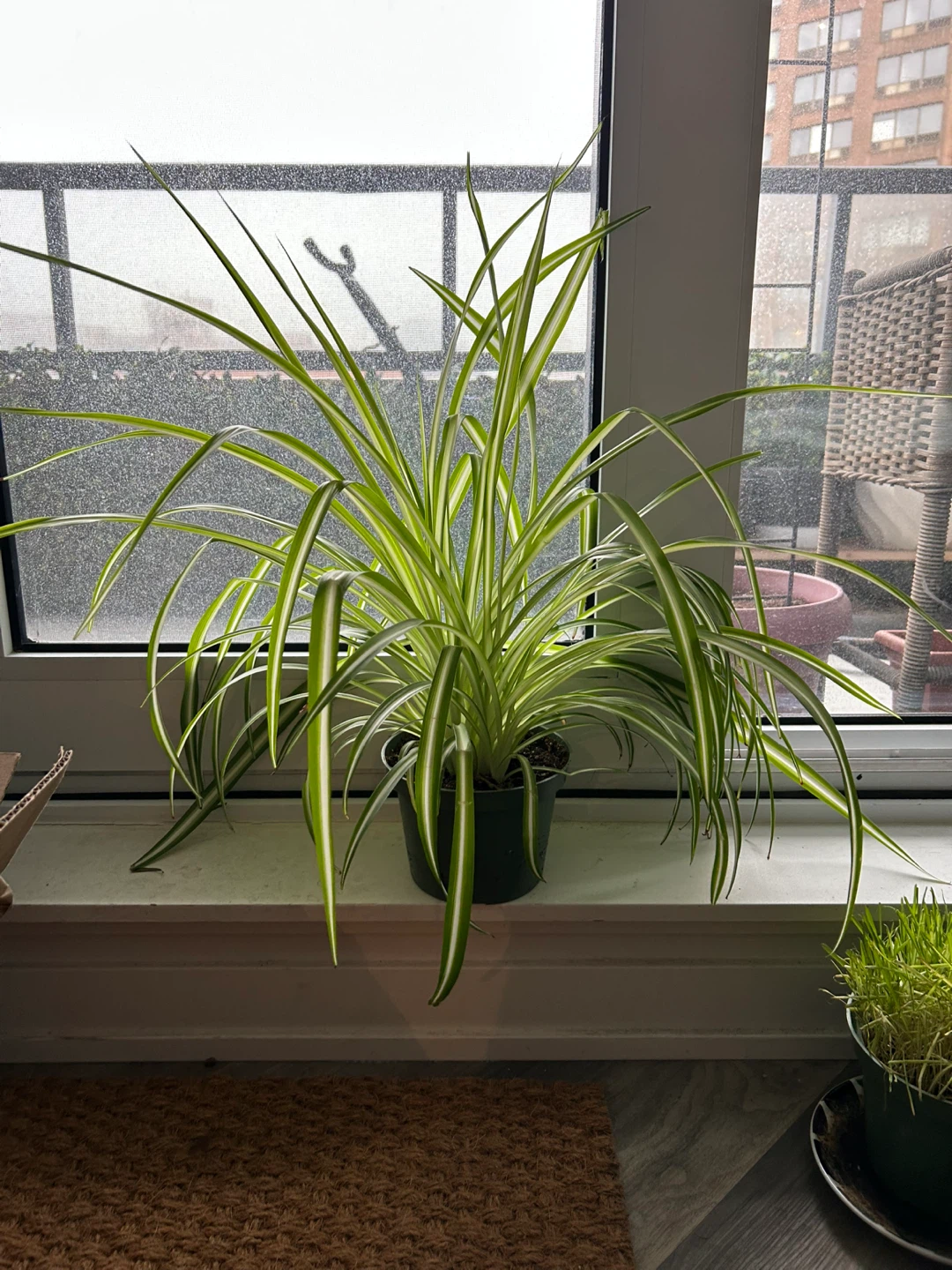 Big happy spider plant - photo 2