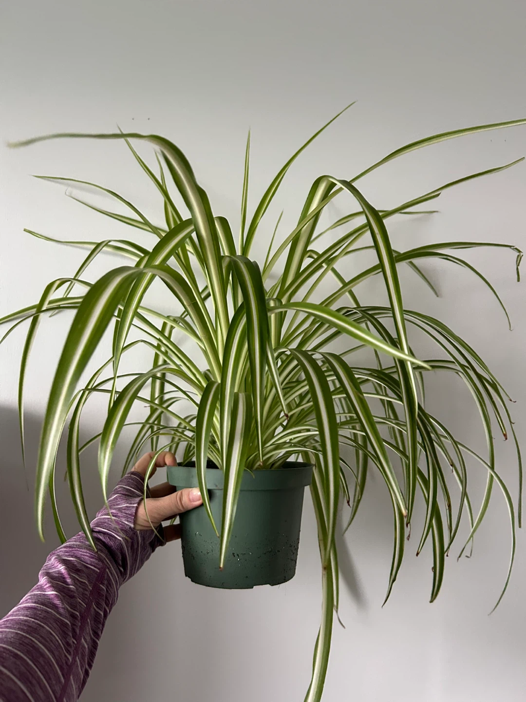 Big happy spider plant