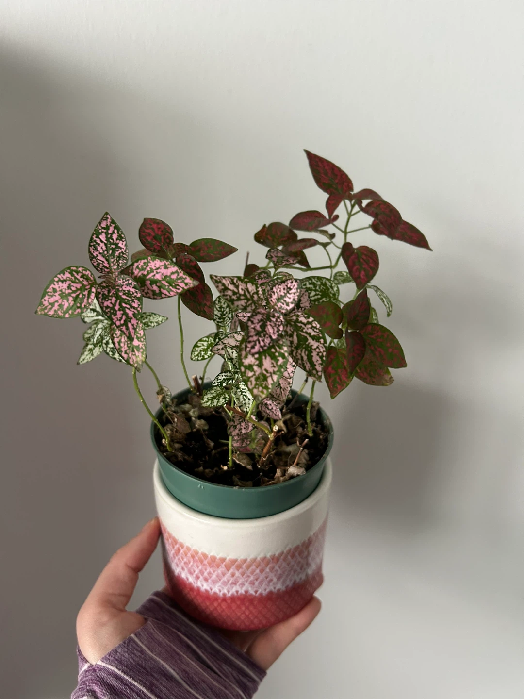 Tricolour polka dot plant with pot