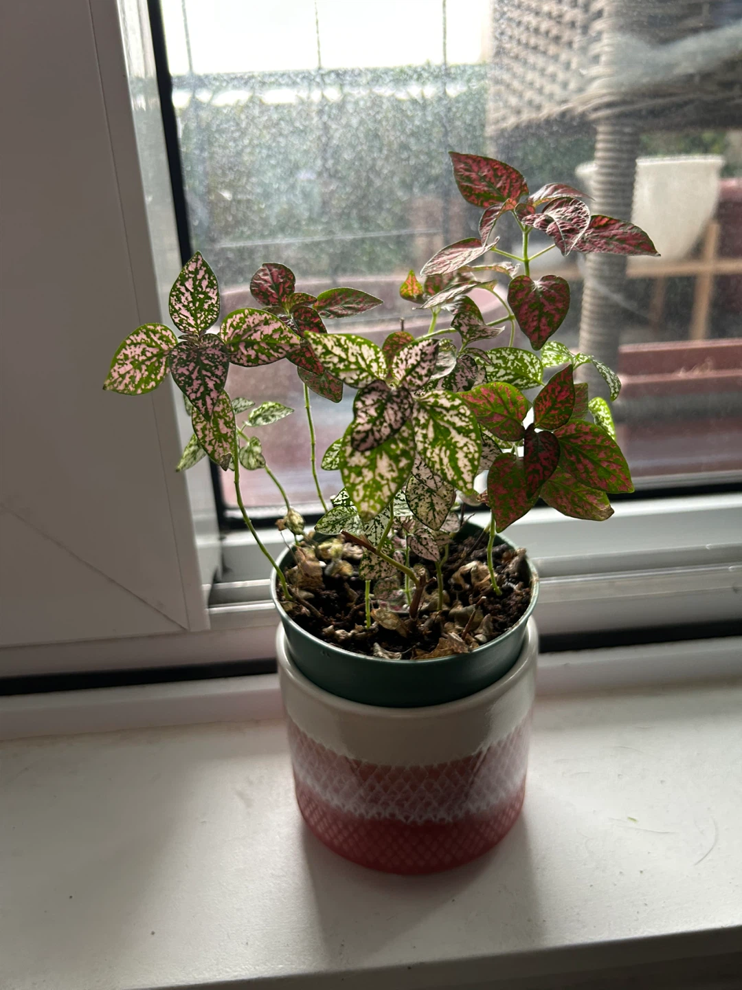 Tricolour polka dot plant with pot - photo 2