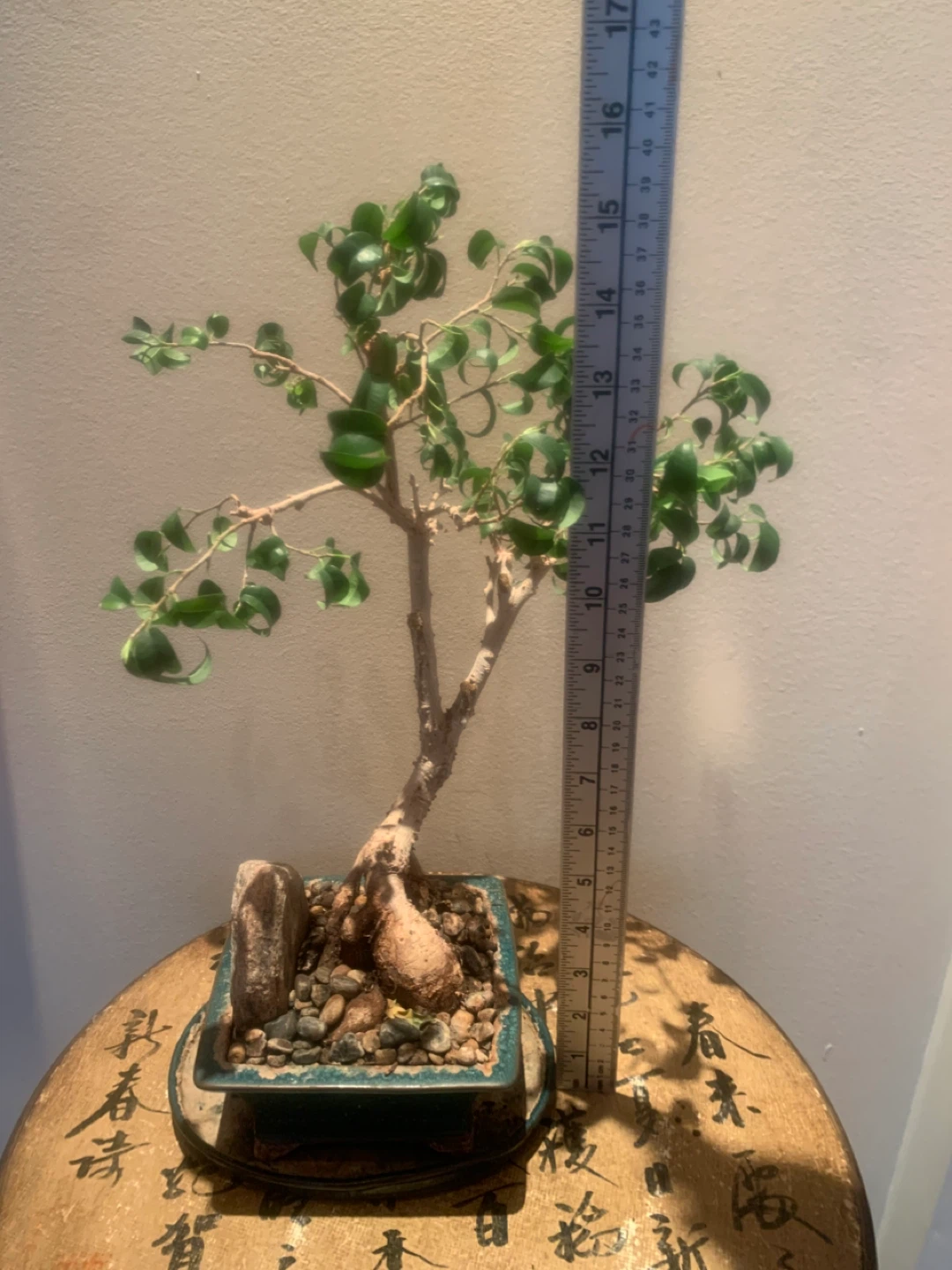 Ficus Bonsai Tree 22 years old - photo 5