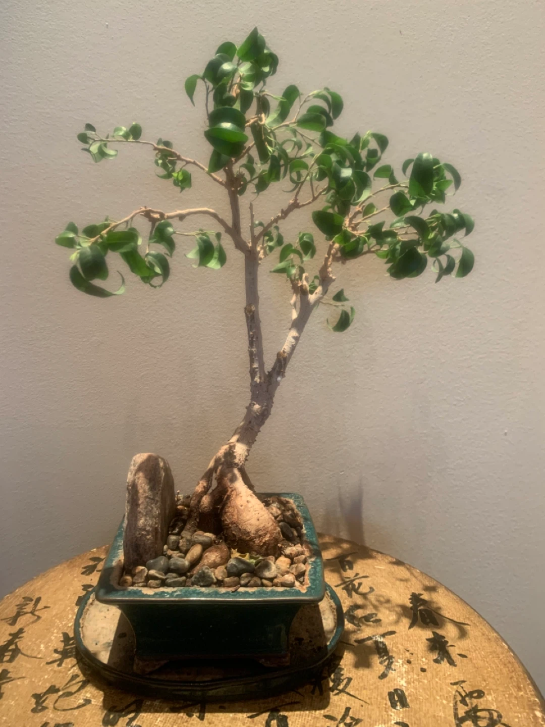 Ficus Bonsai Tree 22 years old - photo 3