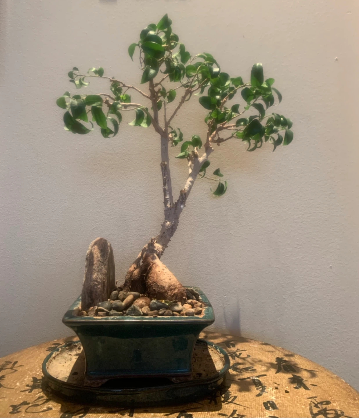 Ficus Bonsai Tree 22 years old - photo 2