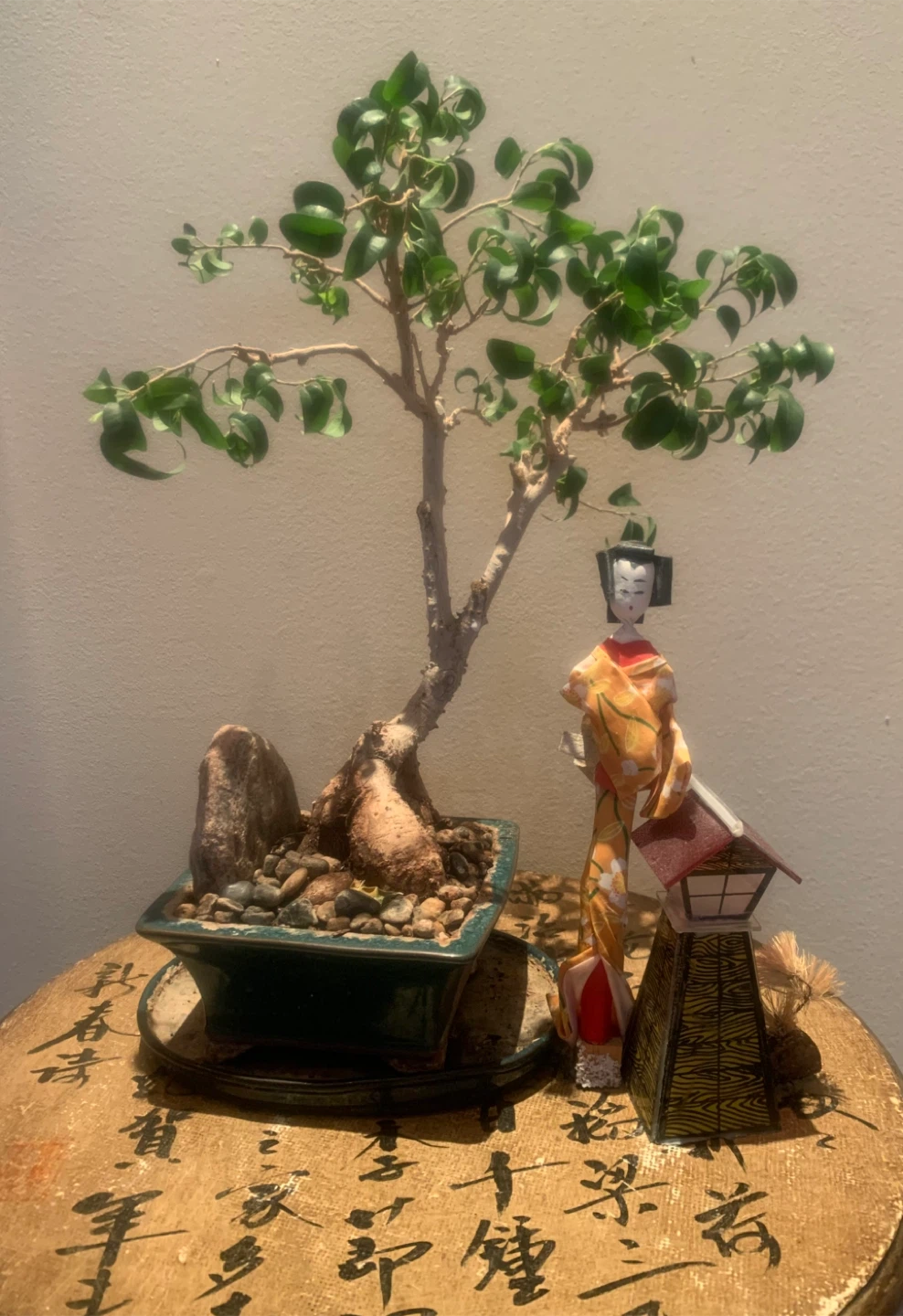 Ficus Bonsai Tree 22 years old