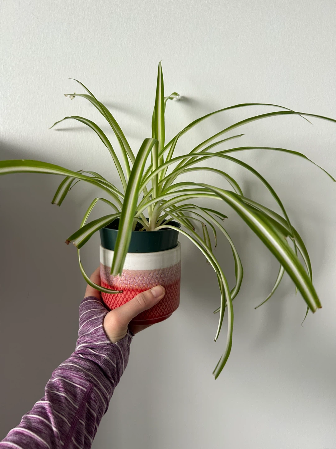 Well established spider plant babies with pot