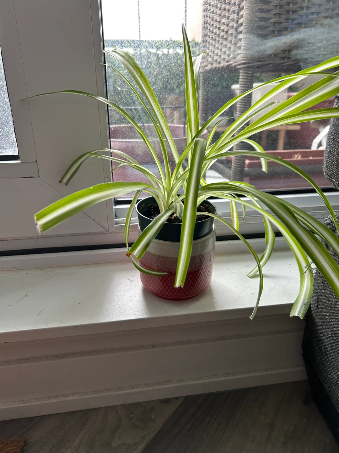 Well established spider plant babies with pot - photo 2