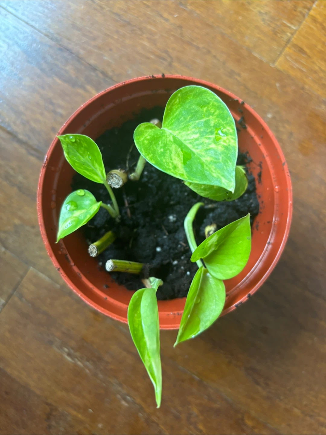 Pothos Plant Cuttings in Pot