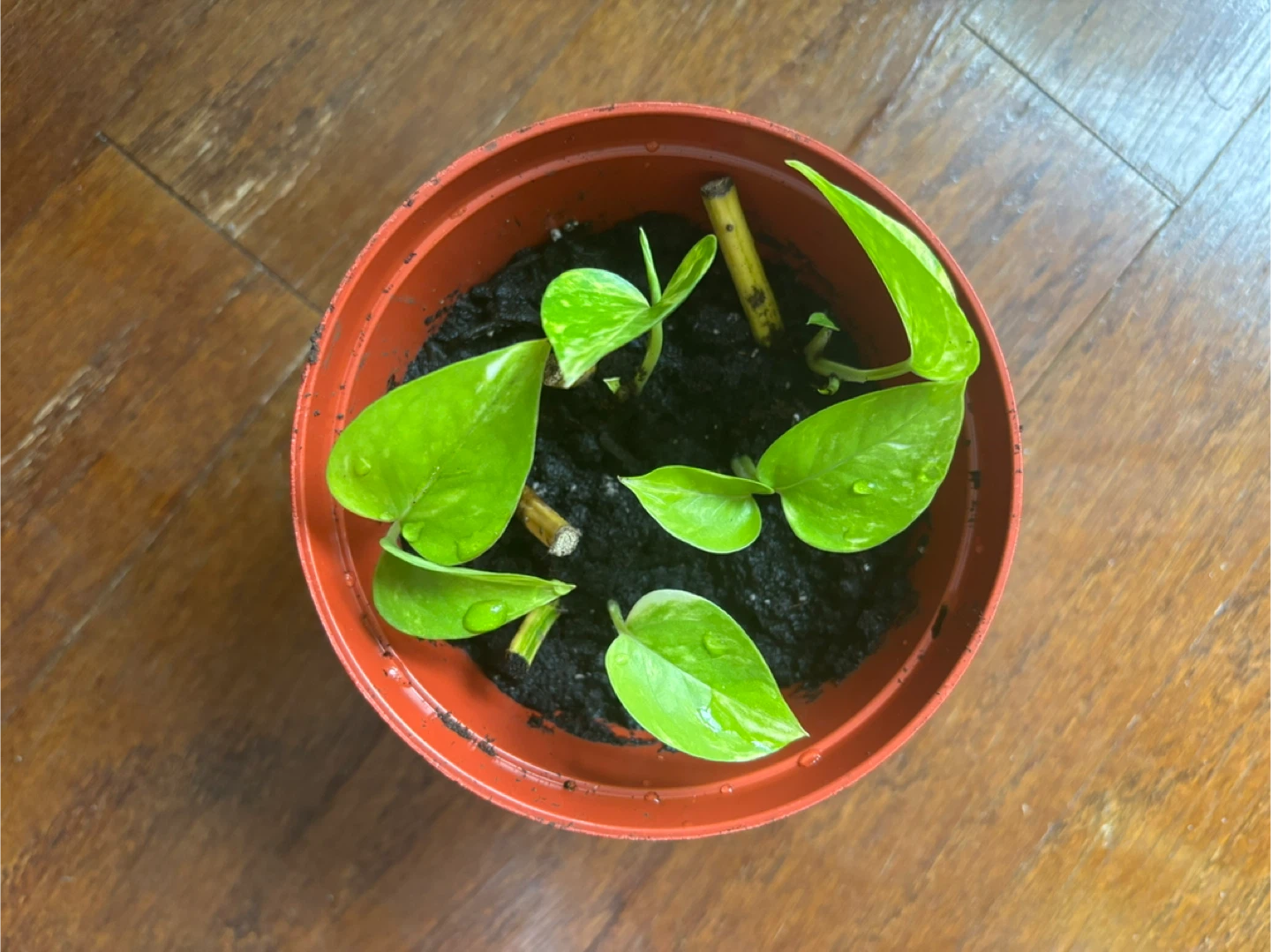 Pothos Plant Cuttings #2