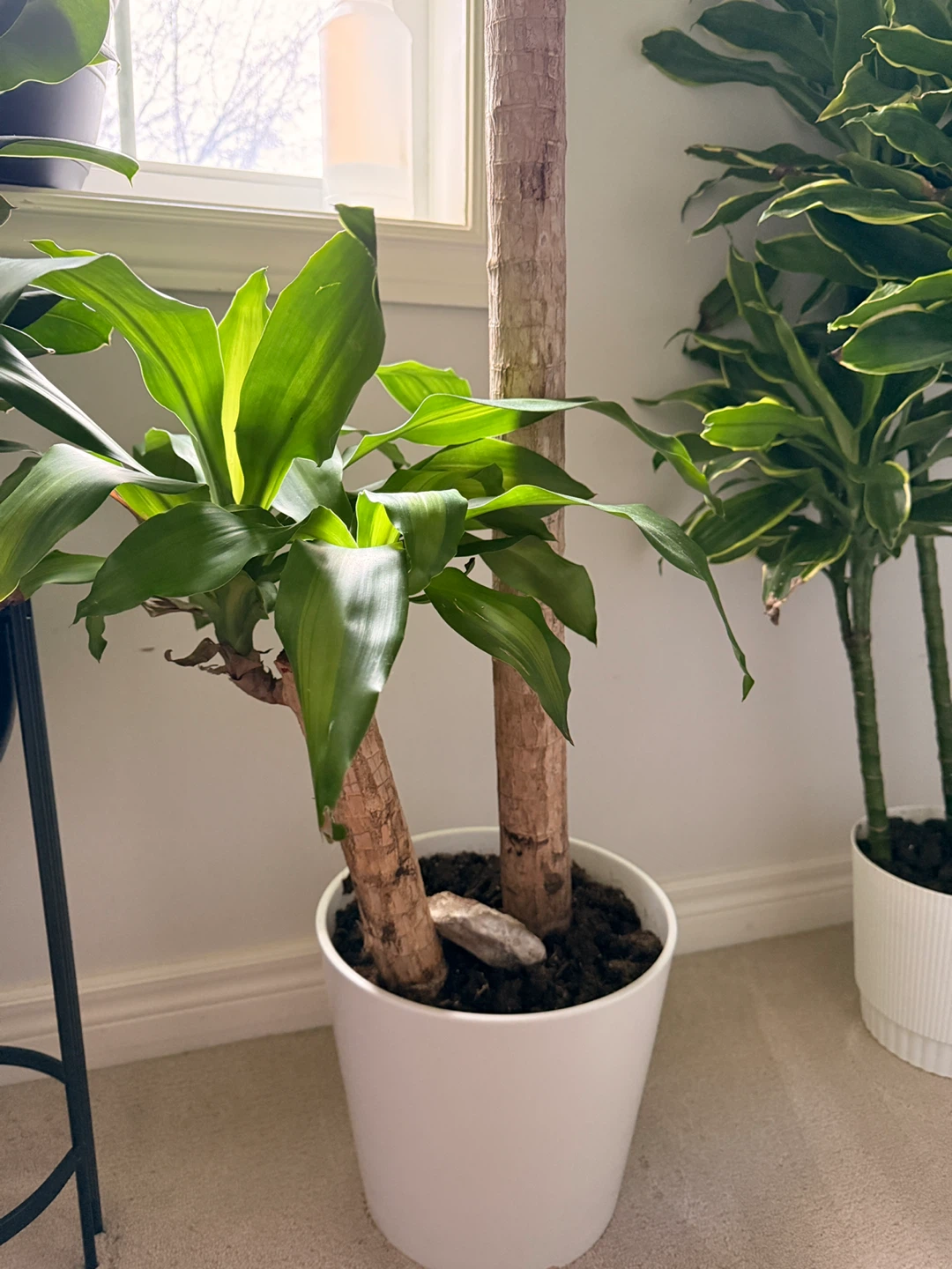 Dracaena fragrans plant in white pot - photo 2
