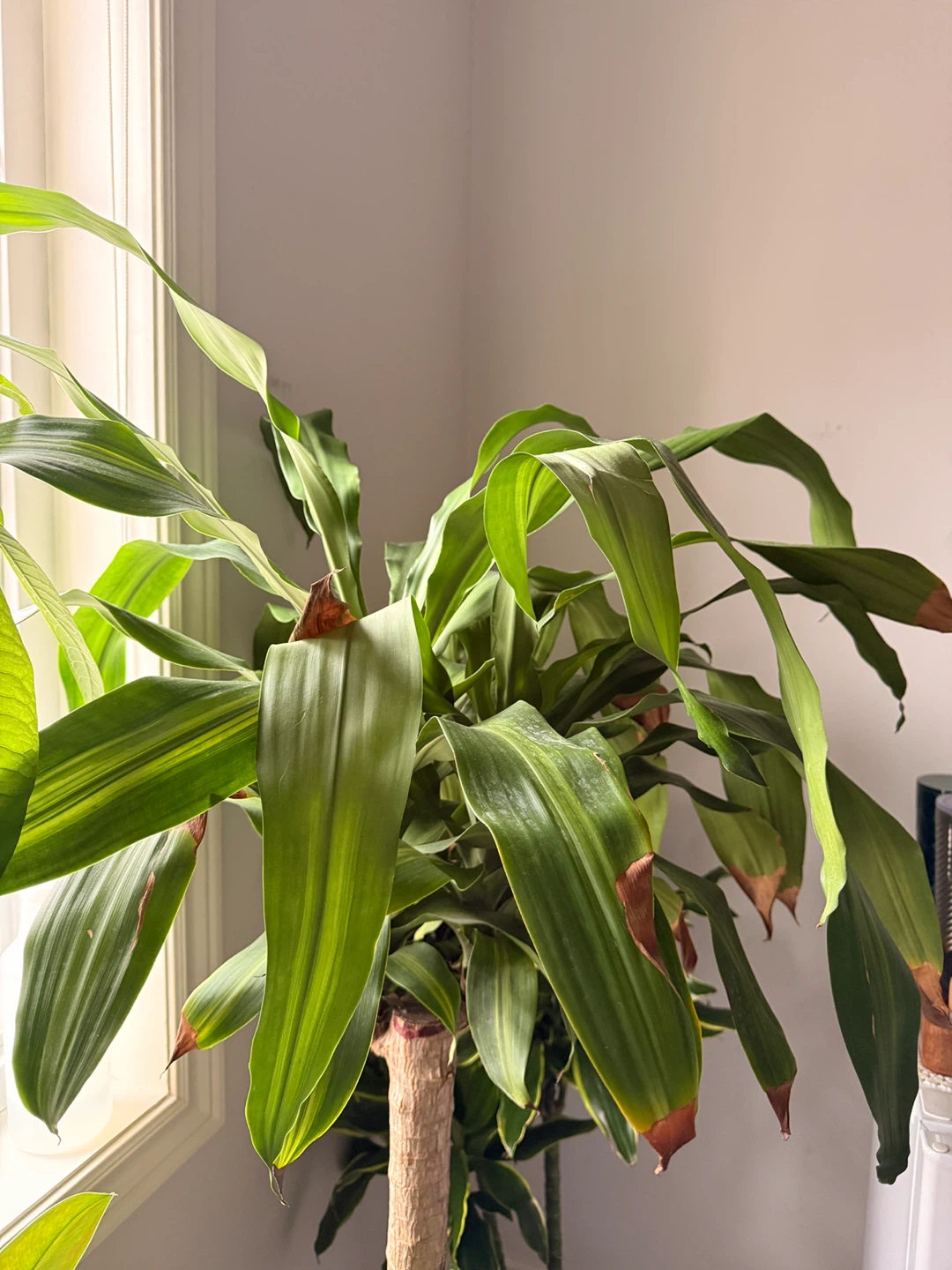 Dracaena fragrans plant in white pot - photo 3