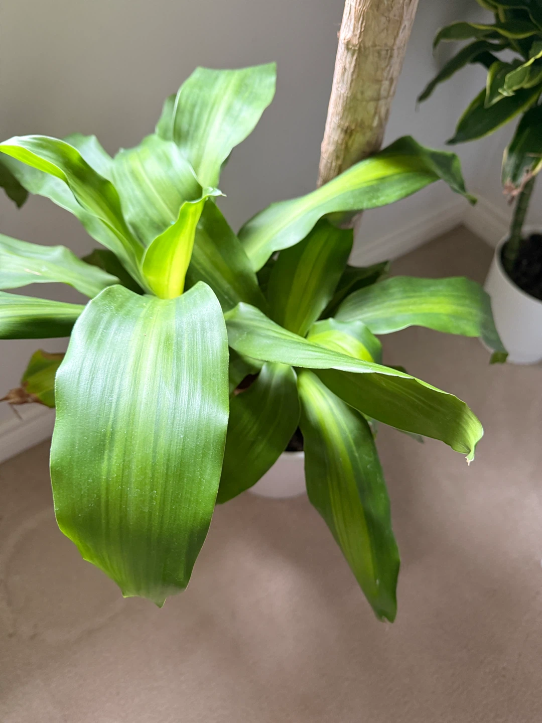 Dracaena fragrans plant in white pot - photo 4