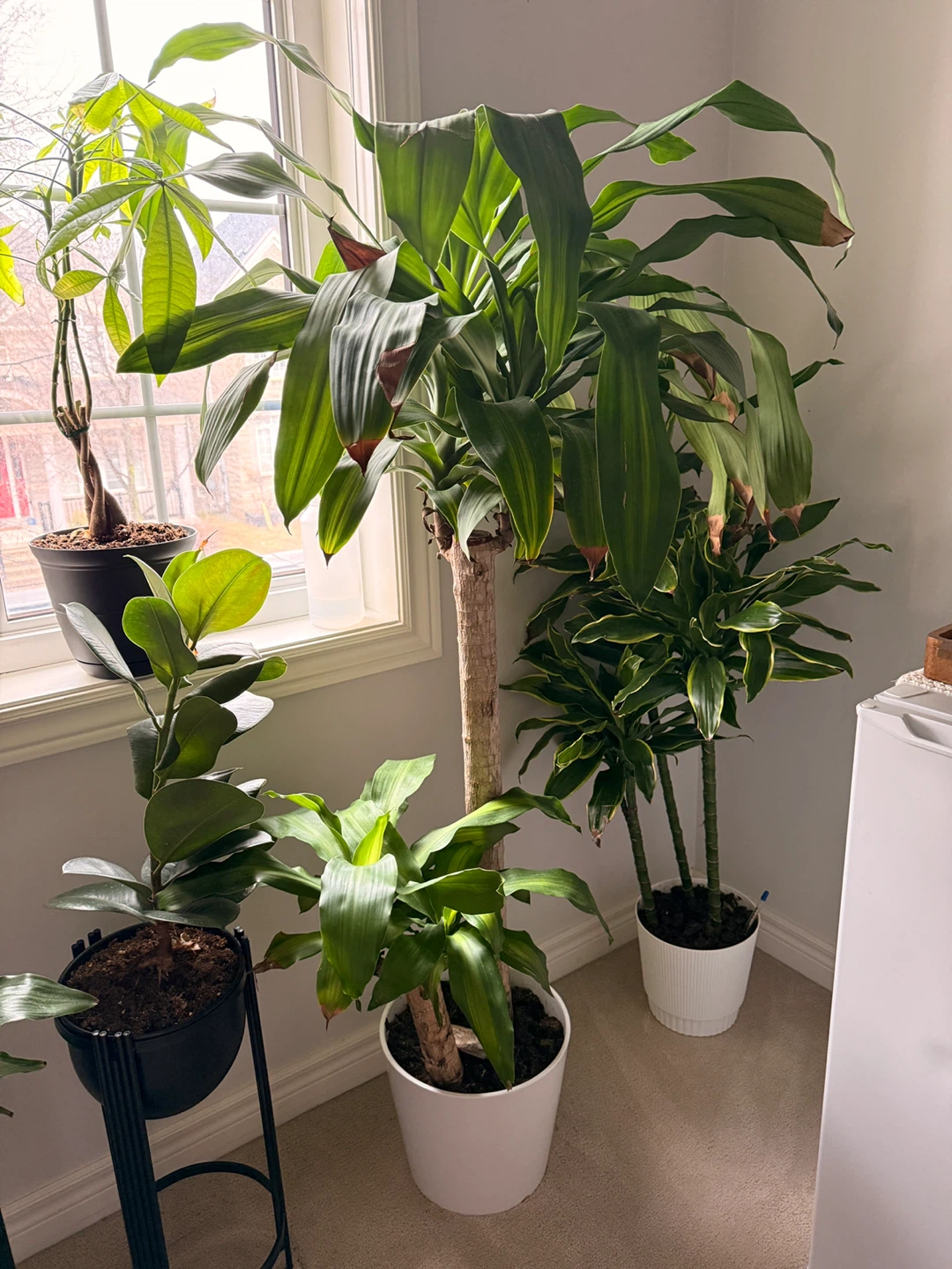 Dracaena fragrans plant in white pot