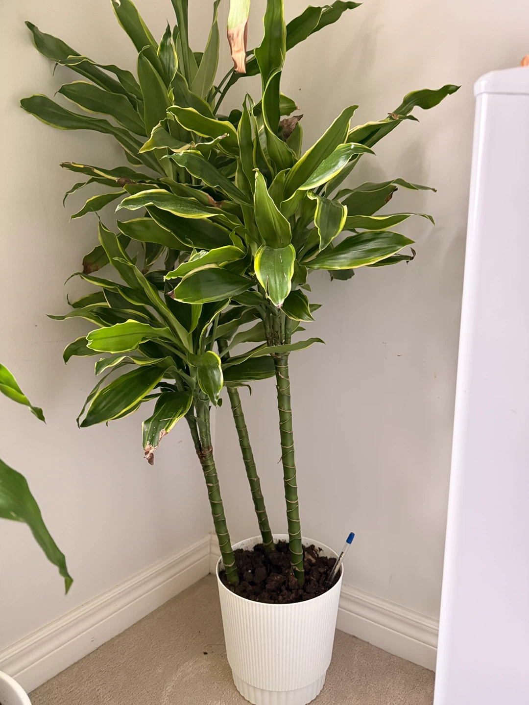 Dracaena Fragrans Corn Plant