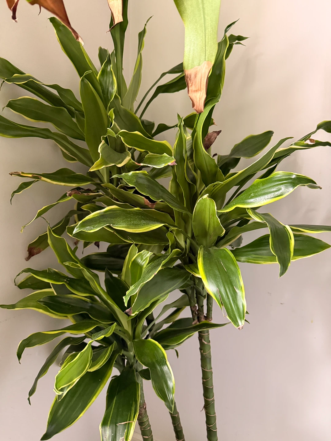 Dracaena Fragrans Corn Plant - photo 2
