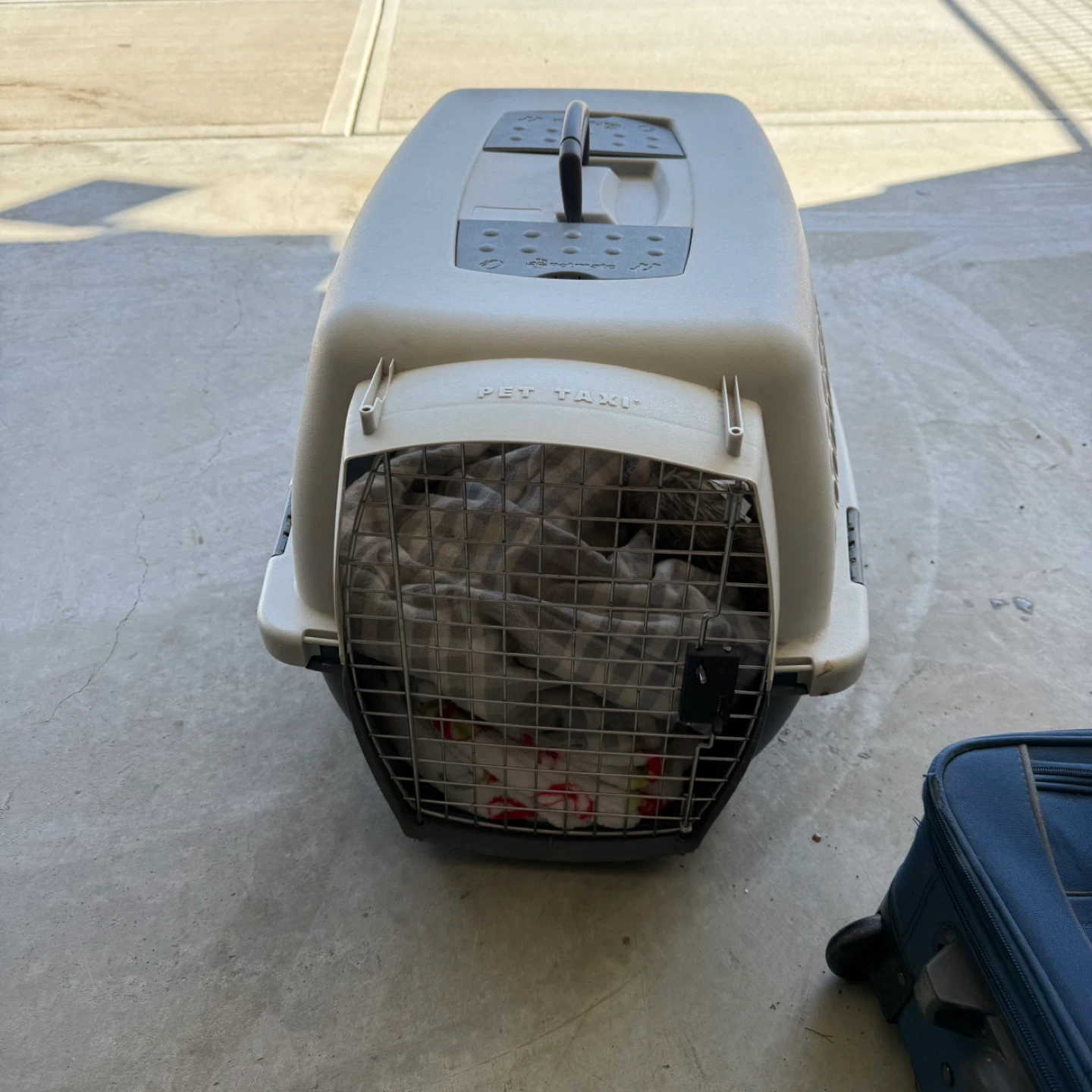 Petmate Pet Taxi Pet Carrier - photo 4