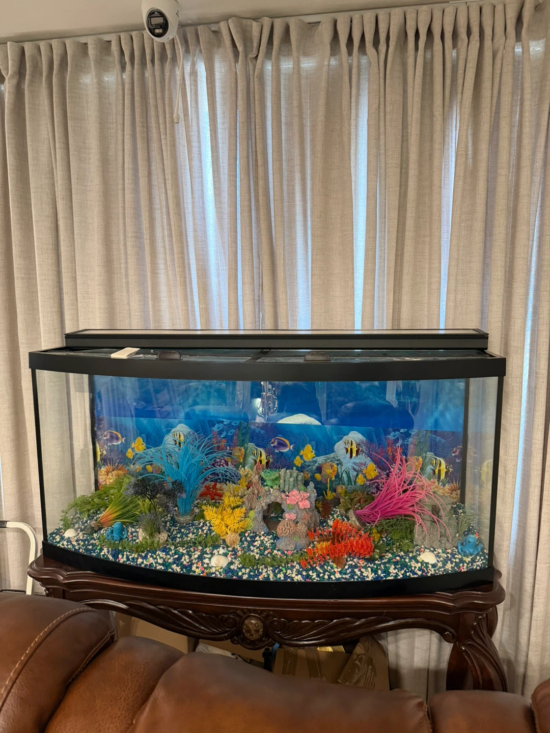 Curved Glass Aquarium Fish Tank with Decorations