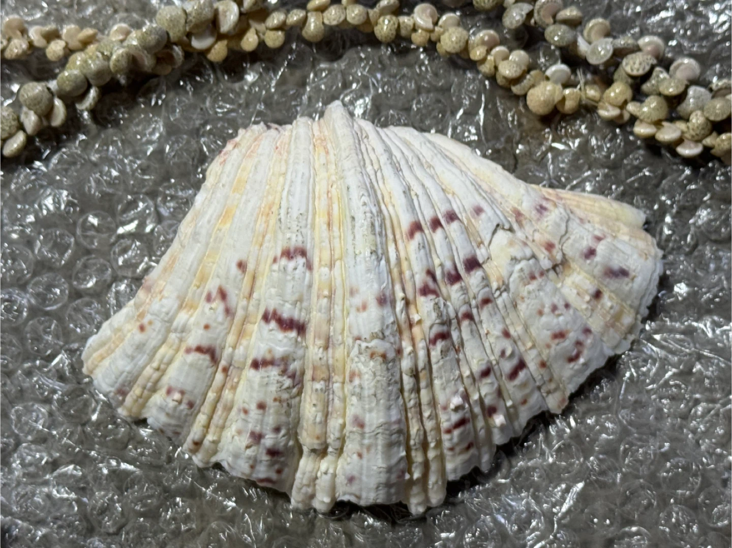 Large Seashell and small shells for sale - photo 3