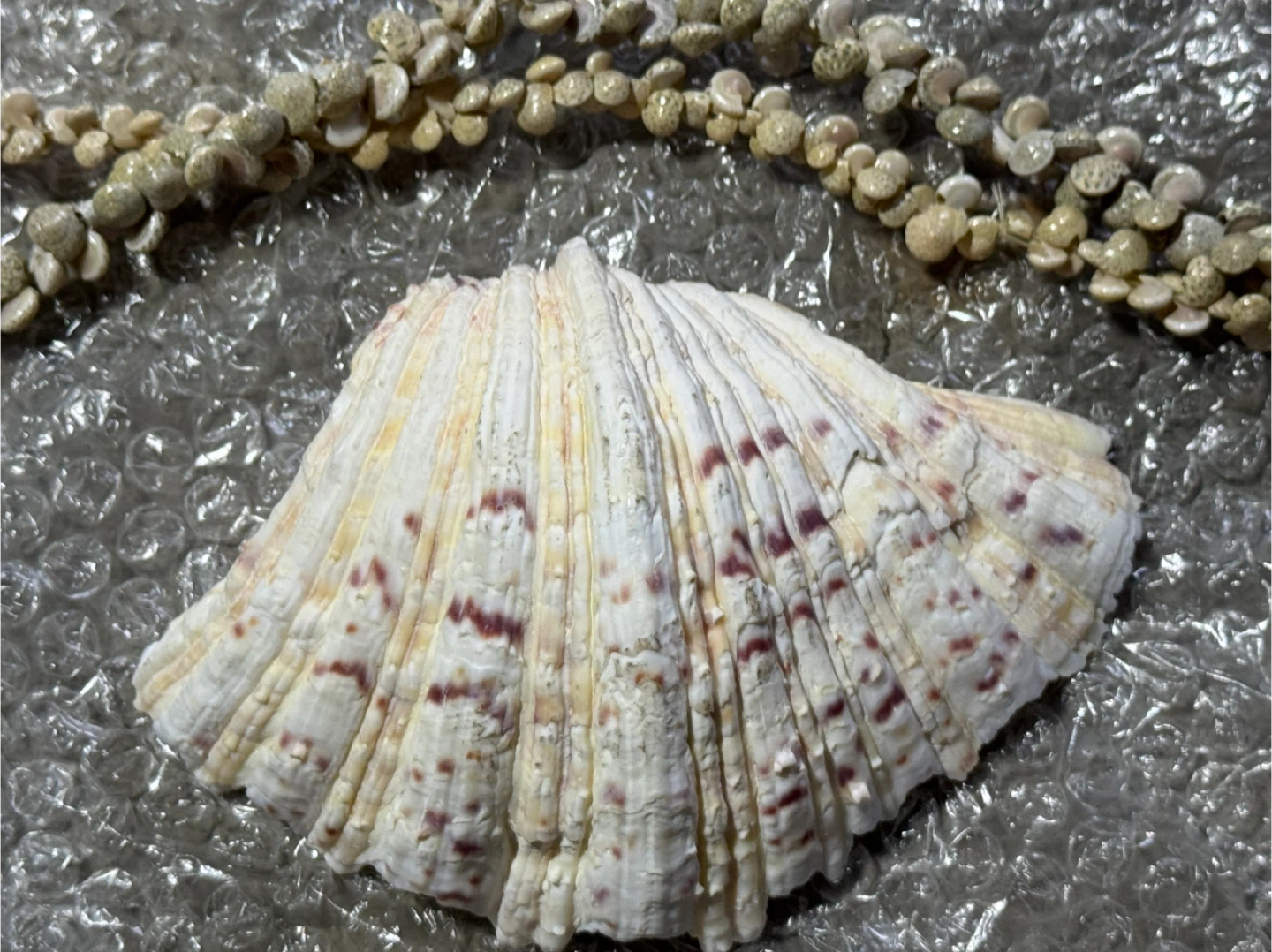 Large Seashell and small shells for sale - photo 2
