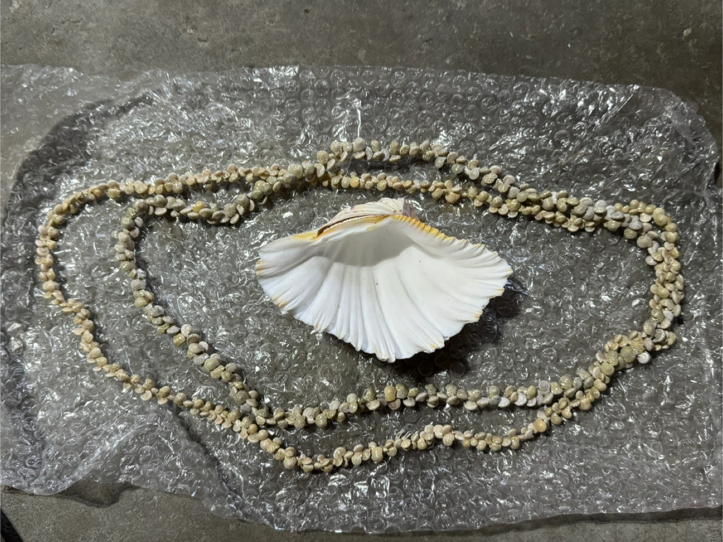 Large Seashell and small shells for sale
