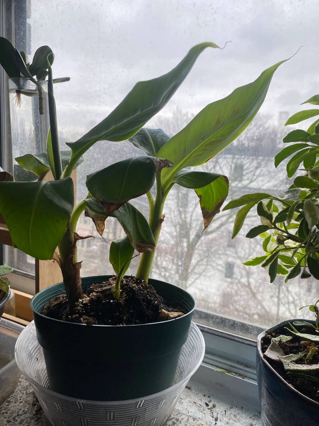 Banana Plant in Pot - photo 2