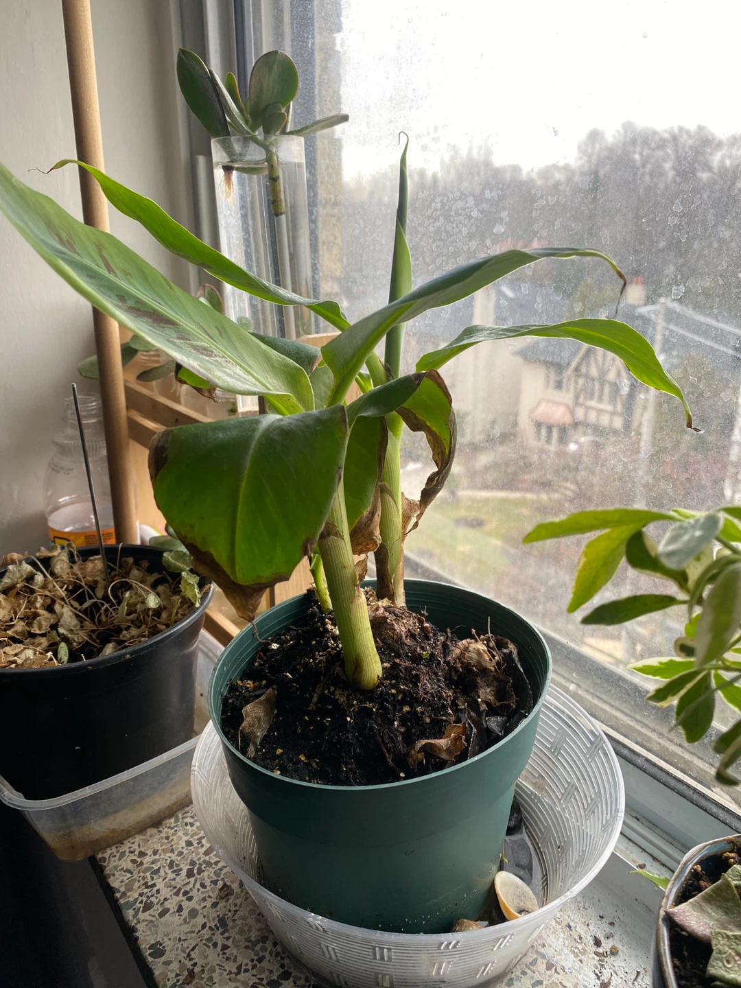 Banana Plant in Pot - photo 3