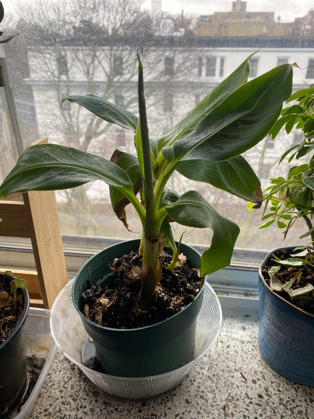 Banana Plant in Pot