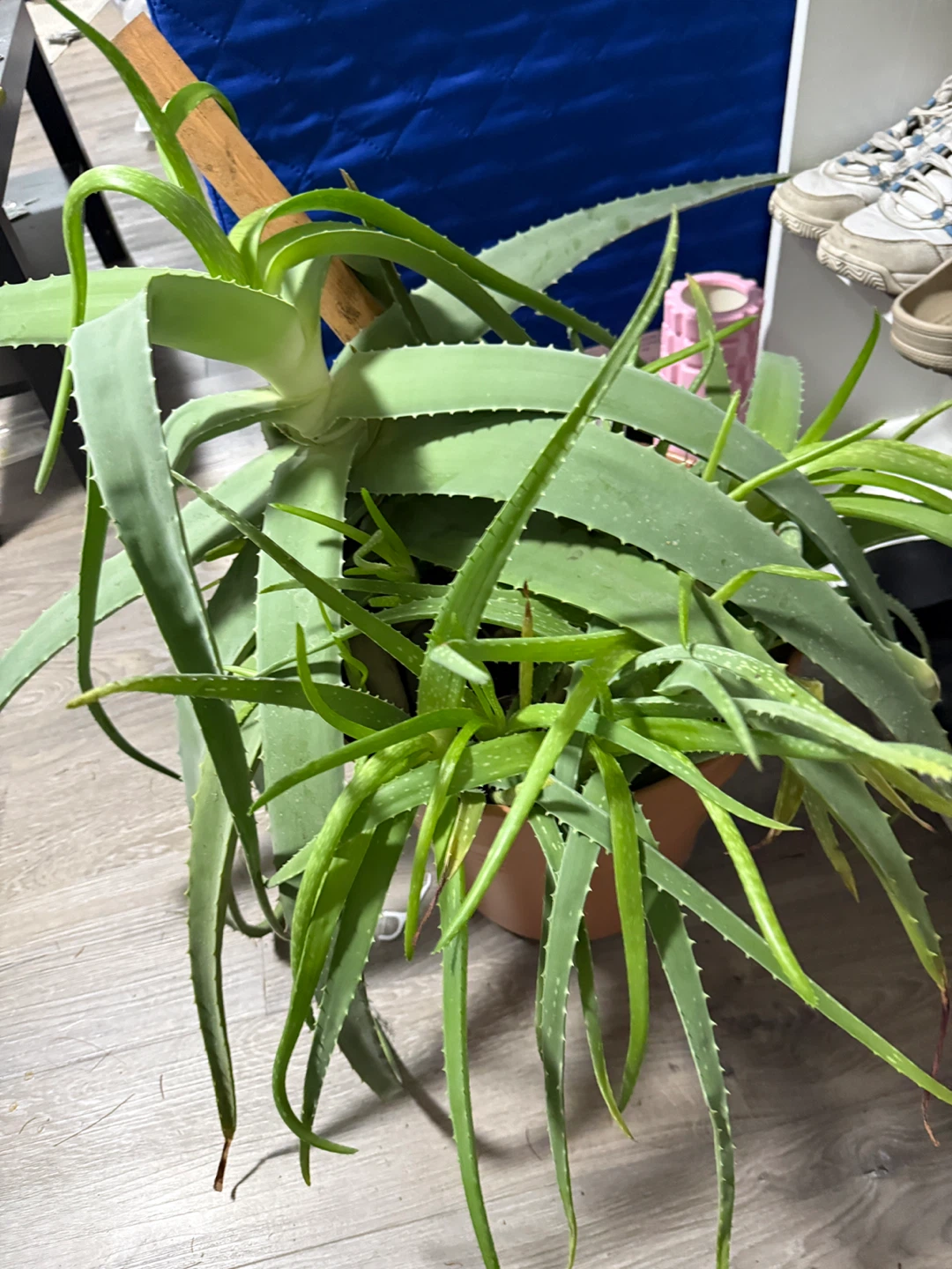 FREE aloe vera plant