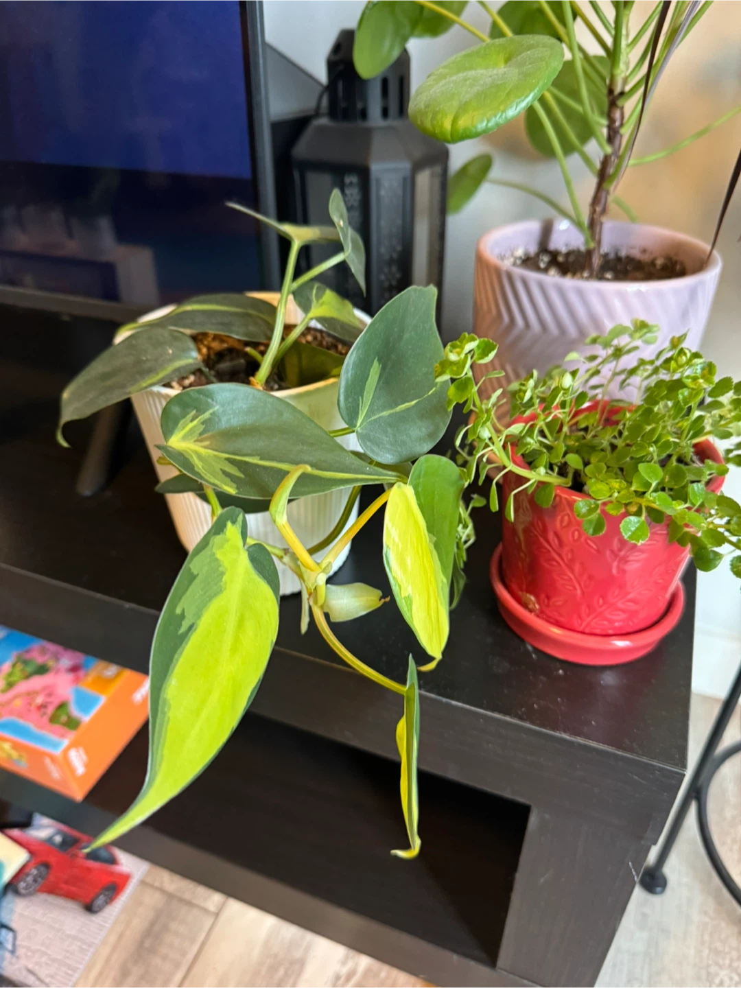 All plants for $80 - photo 3