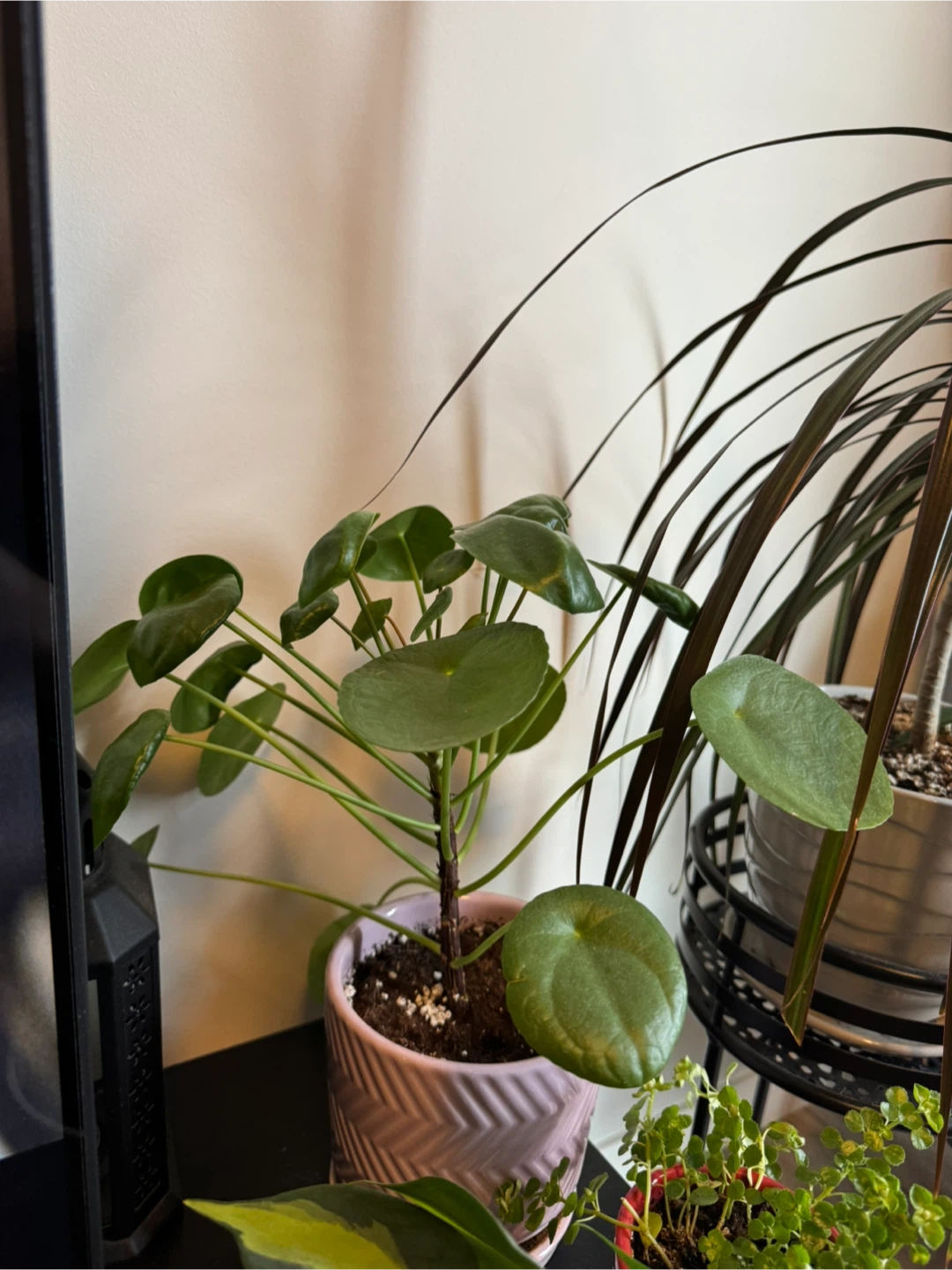 All plants for $80 - photo 4
